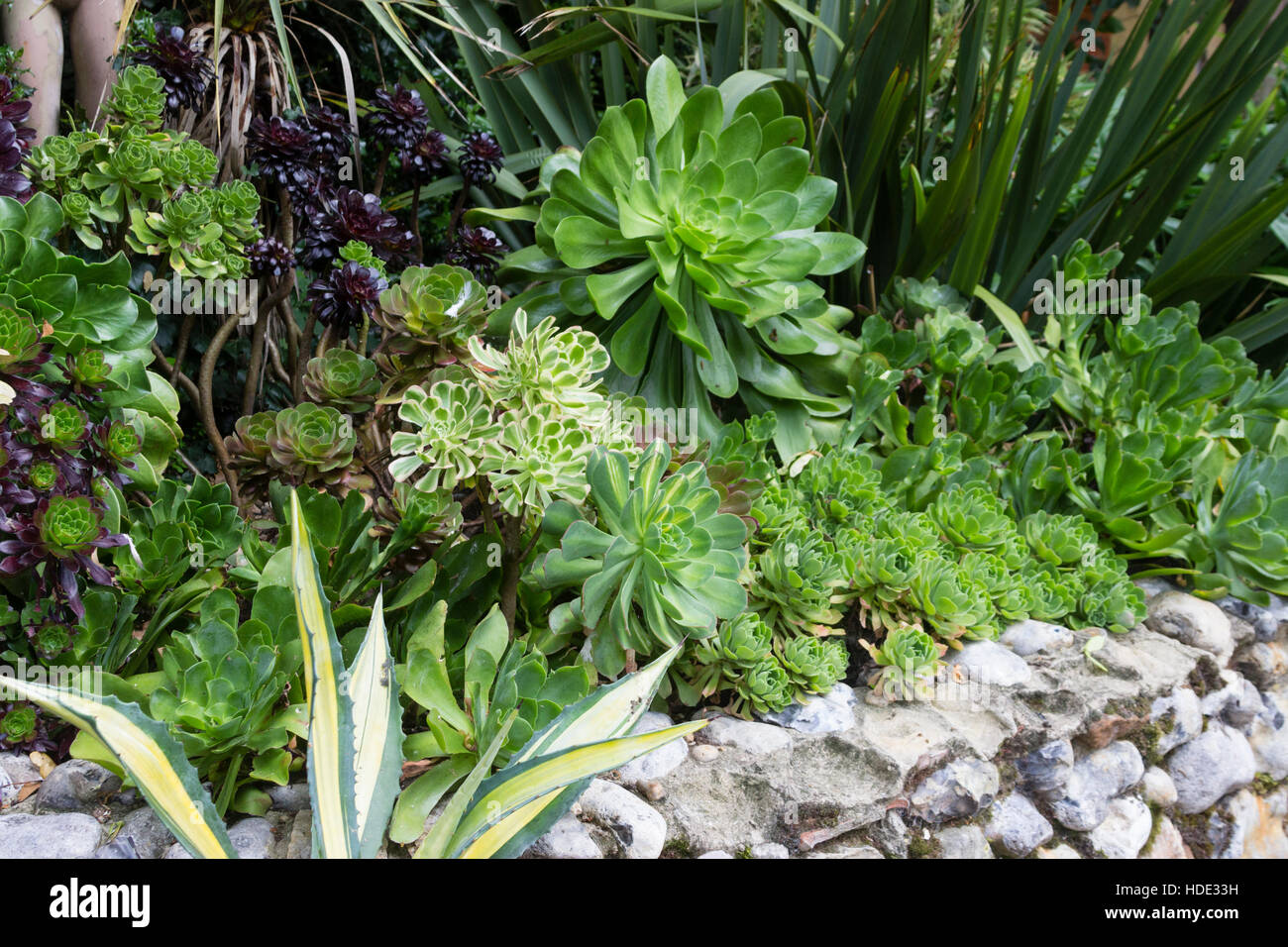 Collection of Aeonium arboreum varieties in a border in an exotic garden Stock Photo