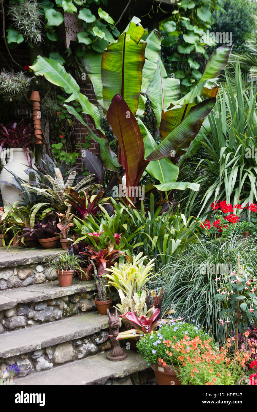 Red leaved banana, Ensete ventricosum 'Maurelii', dominates a collection of bromeliads and other exotics on garden steps Stock Photo