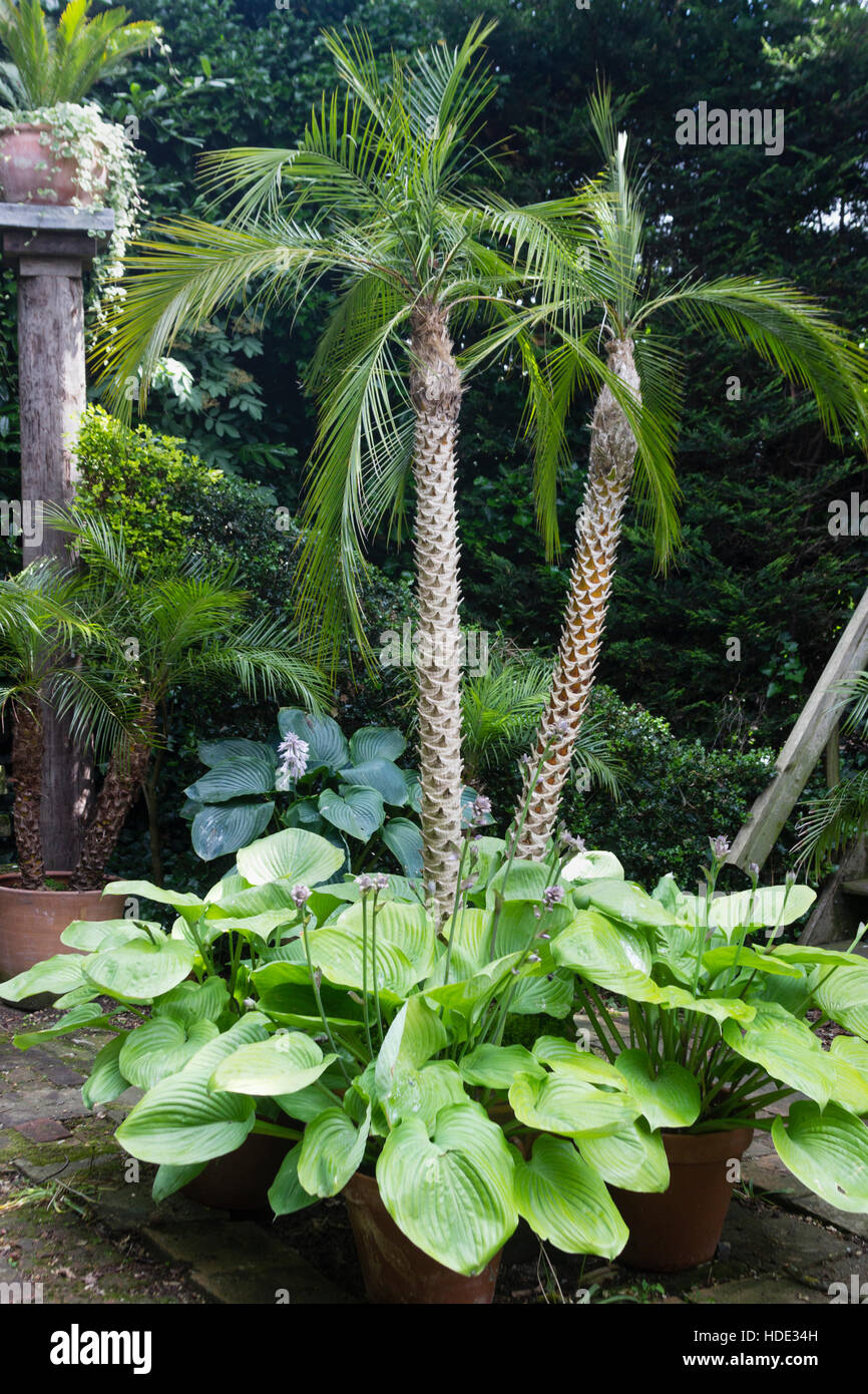 Pot grown pygmy date palms phoenix roebelenii surrounded 58 off