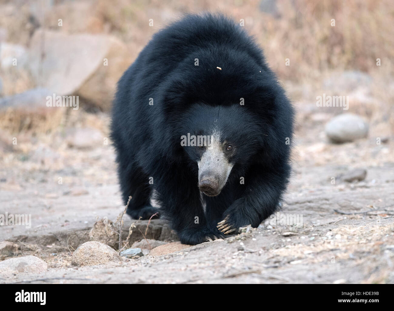 Sloth Bear Mouth High Resolution Stock Photography and Images - Alamy