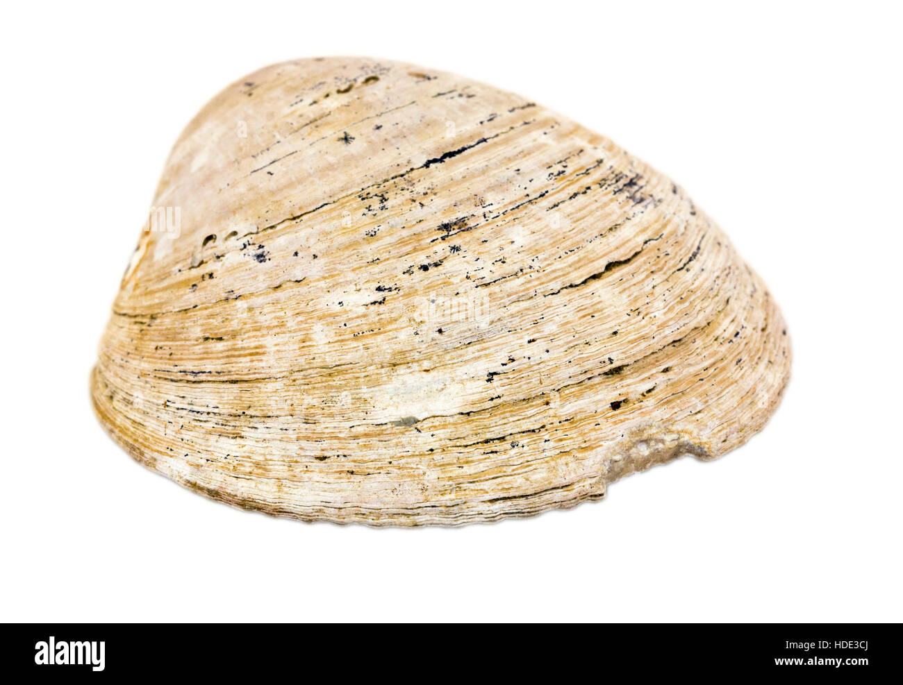 Glycymeris fossil from Cenozoic marine sediment from Germany Stock Photo