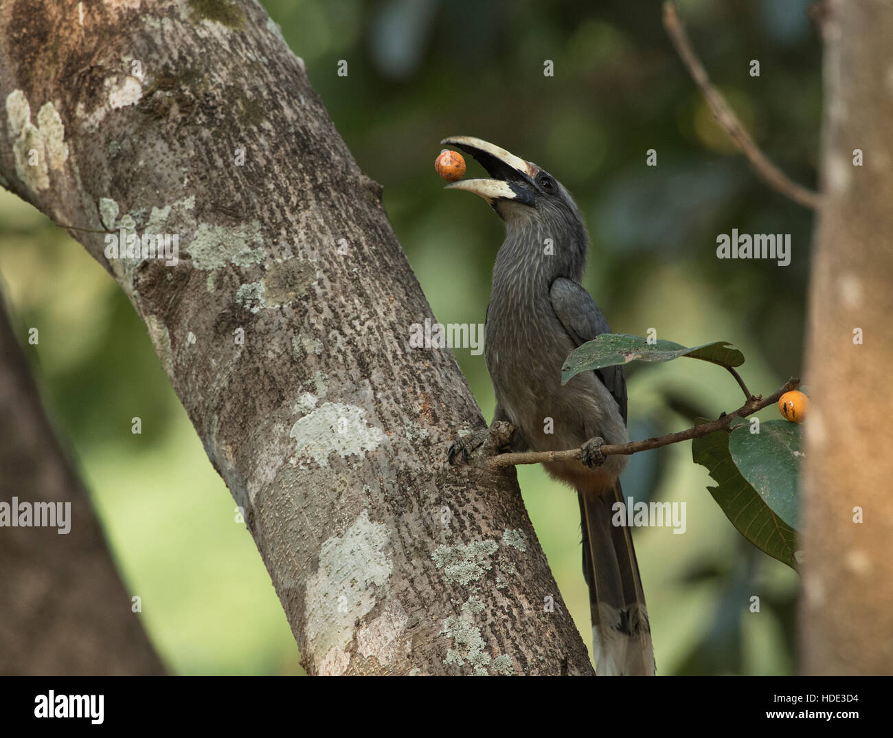 The image of Malabar Grey Hornbill (  Ocyceros griseus) was taken in Dandeli wildlife sanctuary, Karnatka, India Stock Photo