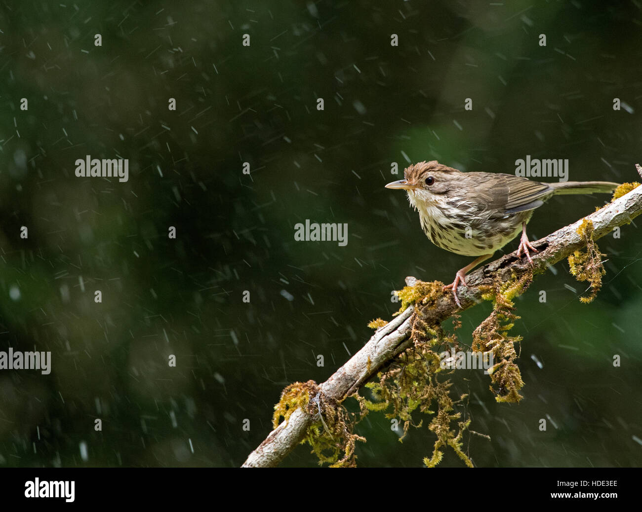 The image of Puff Throated babbler ( Pellorneum ruficeps) and vertical drops in Dandeli wildlife sanctuary, Karnatka, India Stock Photo