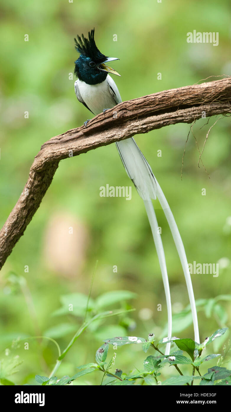 Paradise wildlife sanctuary hi-res stock photography and images - Alamy