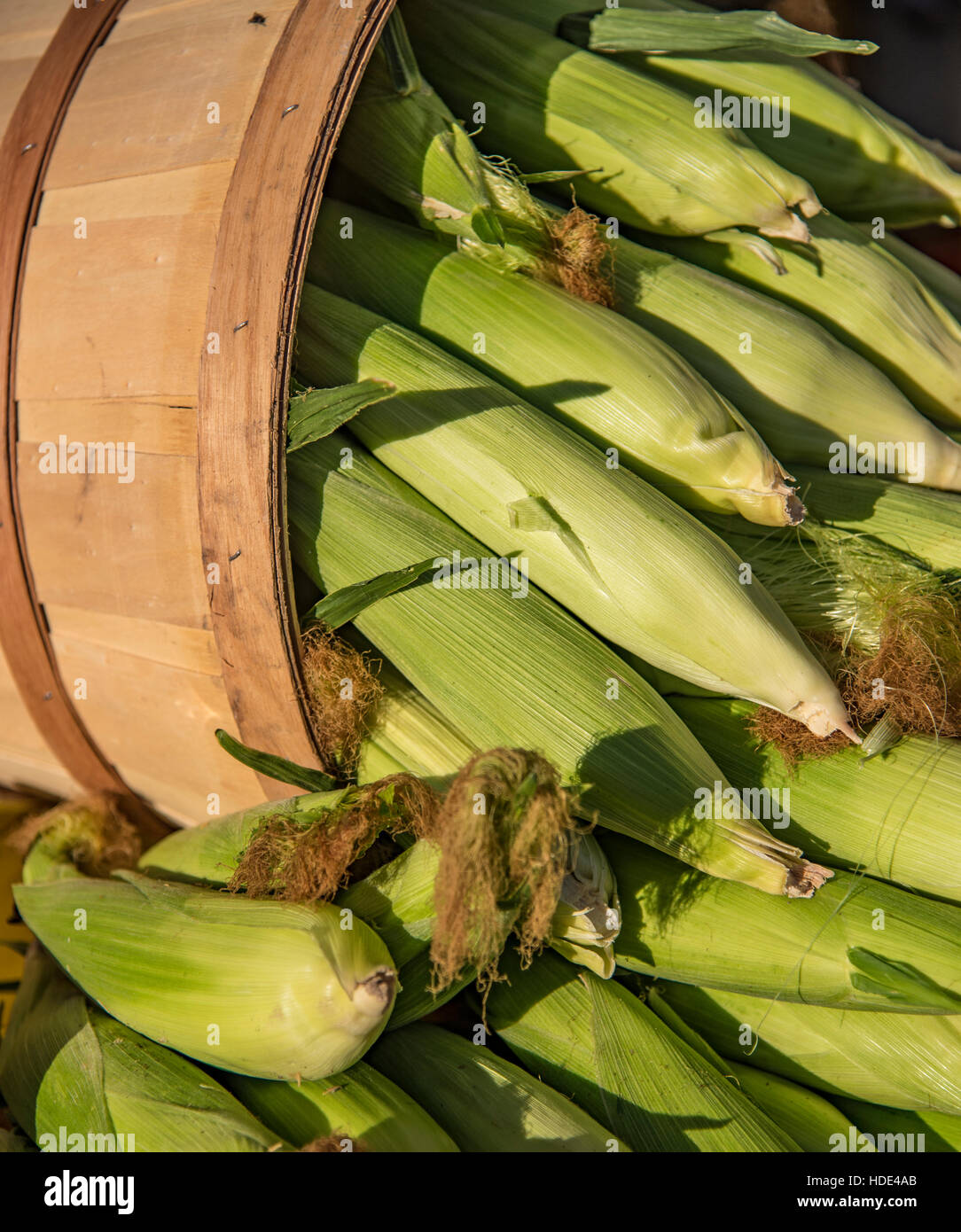 Boise Farmers Market, Freshly picked corn for sale, downtown, Boise, Idaho, USA Stock Photo