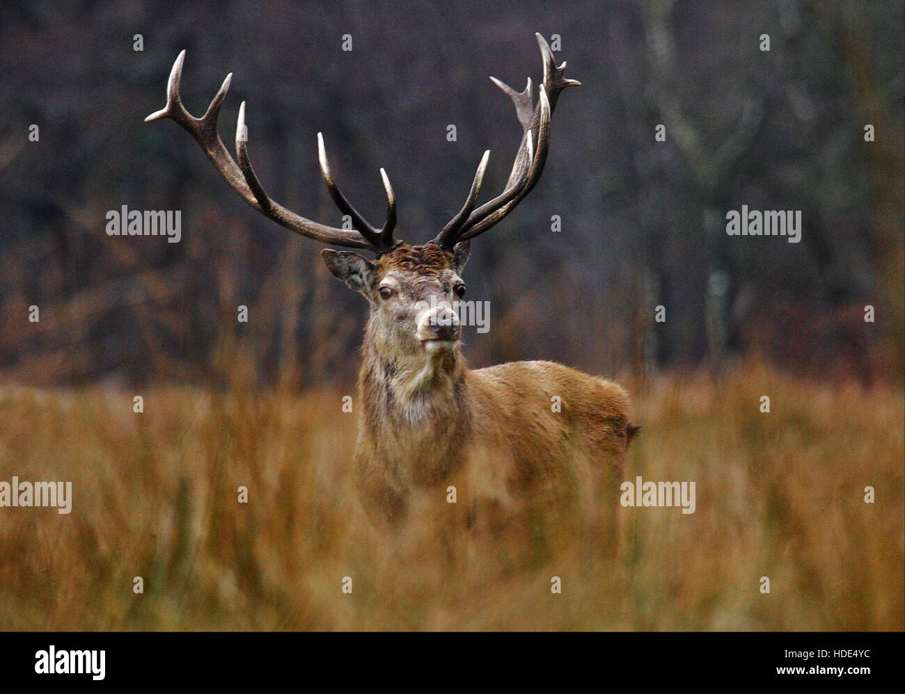 Red Deer Stag Stock Photo