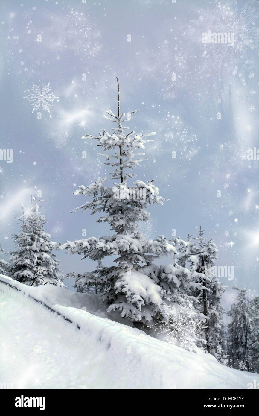 Snow covered pine tree in the mountains Stock Photo - Alamy