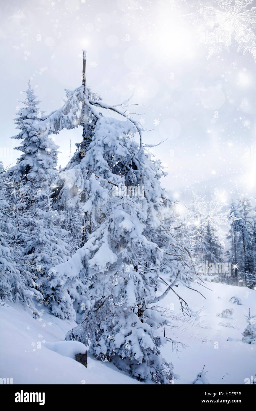 Snow covered pine tree in the mountains Stock Photo - Alamy