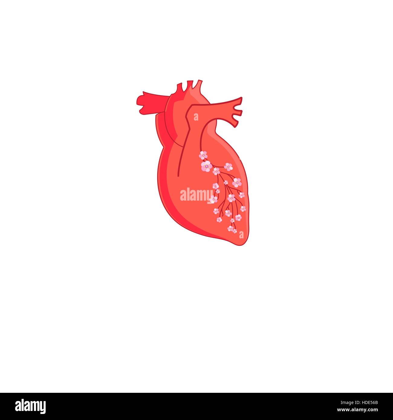 Vector red heart on a white background Stock Vector Image & Art - Alamy
