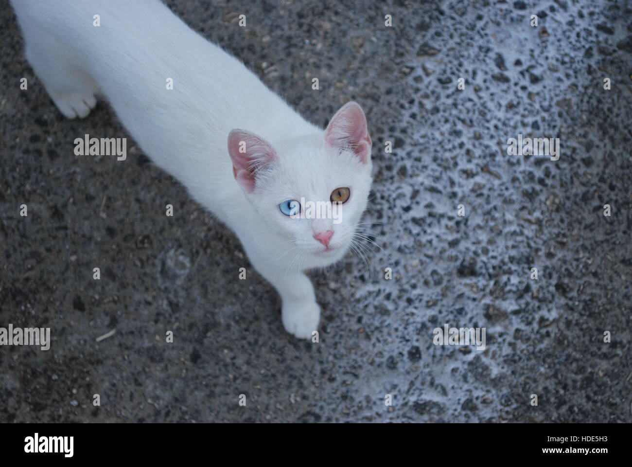 White Cat With Each Eye Of Different Color One Blue One Brown Stock Photo Alamy