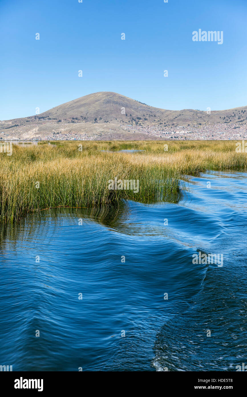 Totora reed field on Lake Titicaca, City of Puno in background, Puno, Peru Stock Photo