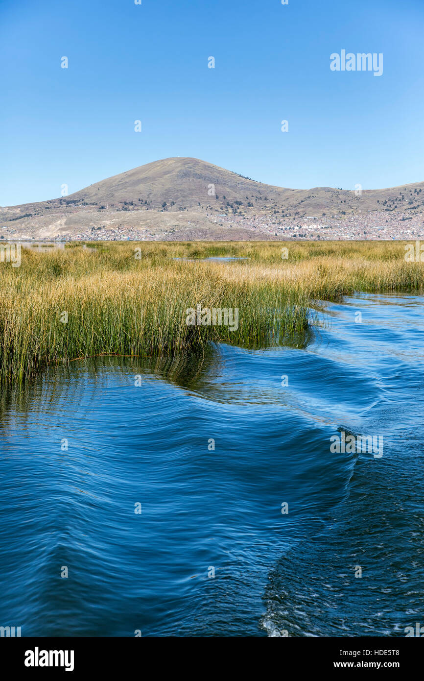 Tatora Reed Totora reed field hi-res stock photography and images - Alamy