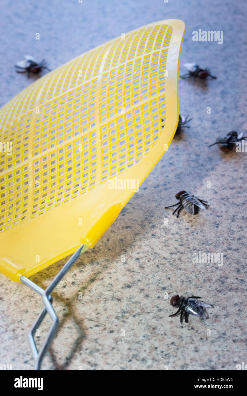 Housefly infestation on Kitchen Countertop Stock Photo - Alamy