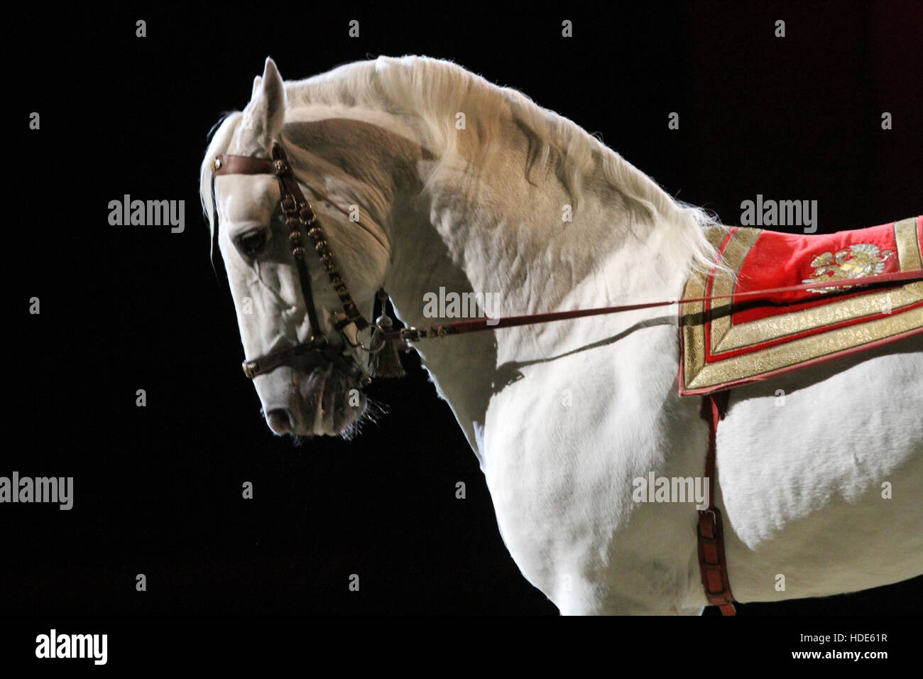 Side view closeup of a beautiful lipizzaner show horse Stock Photo Alamy