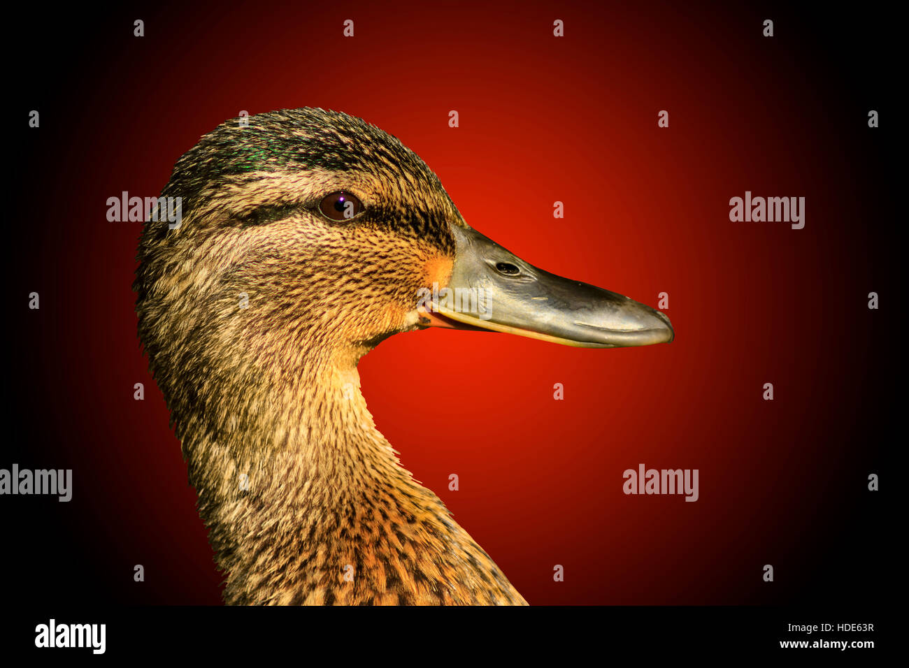 Timothy the classic waterfowl hunter. Timothy sports the classic face paint  for the morning waterfowl hunt Stock Photo - Alamy