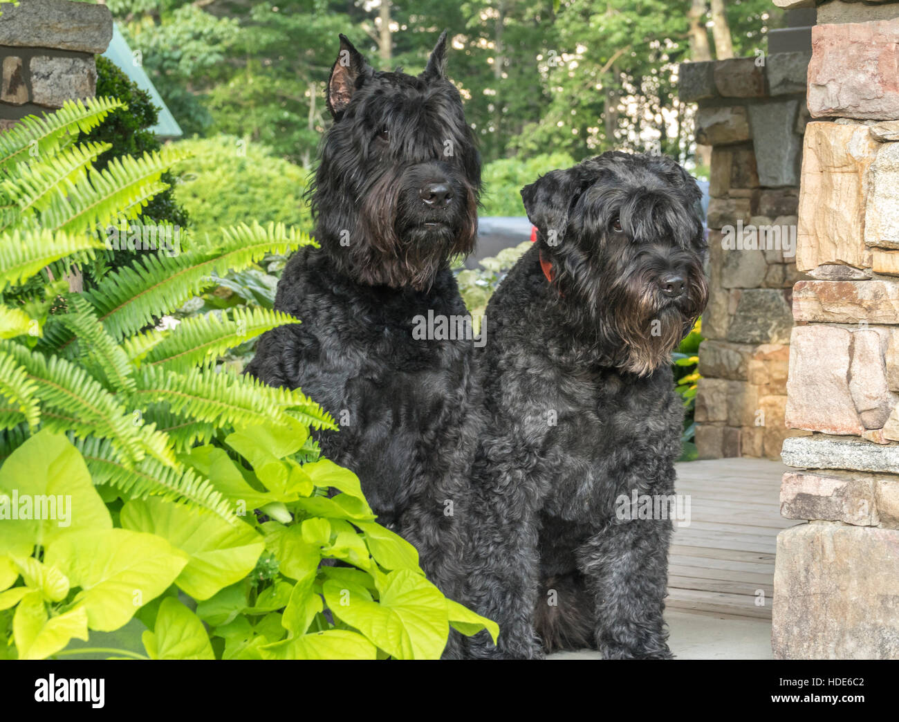 Bouvier des Flandres dogs on lawn Stock Photo