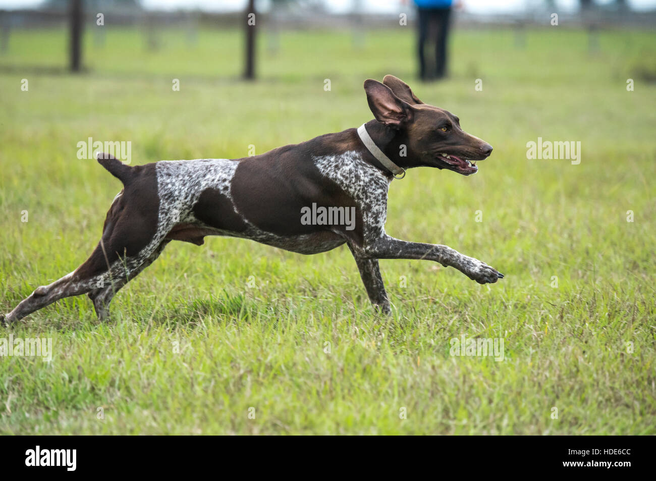 Grman Shorthaired Pointer running in grass Stock Photo