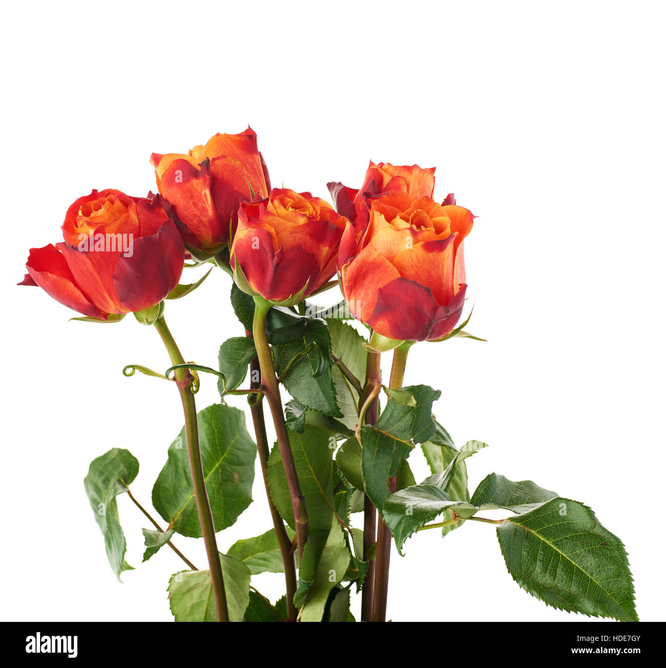Fresh roses over the white isolated background Stock Photo - Alamy