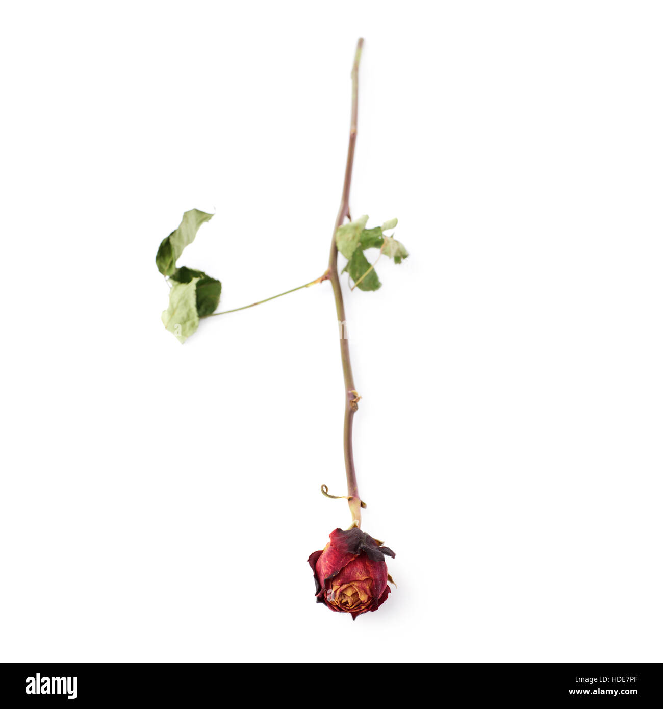 Dried red rose over the white isolated background Stock Photo