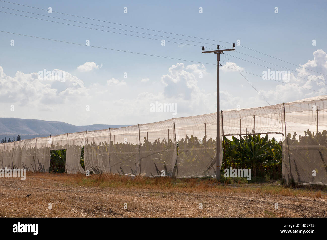 agricultural greenhouses in Galilee, northern Israel Stock Photo Alamy