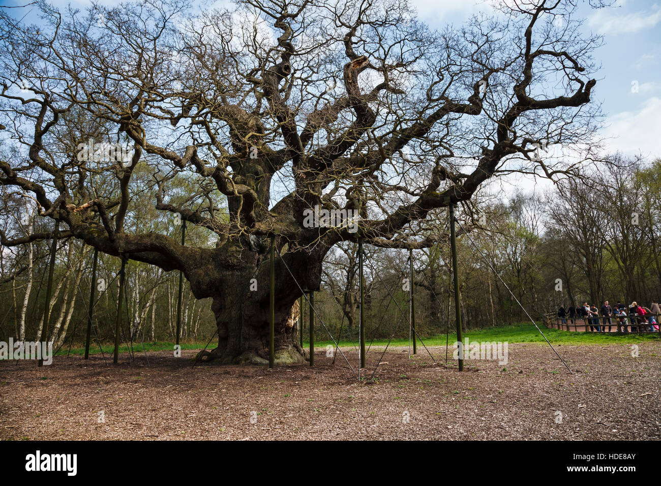 The Major Oak, Sherwood Forest, near Edwinstowe, Nottinghamshire