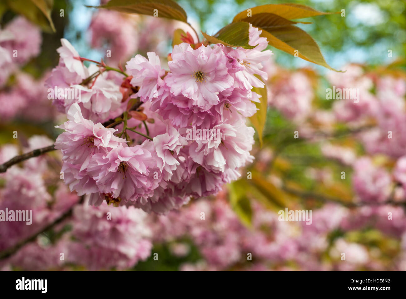 Detail of fresh pink Cherry blossom in spring Stock Photo - Alamy