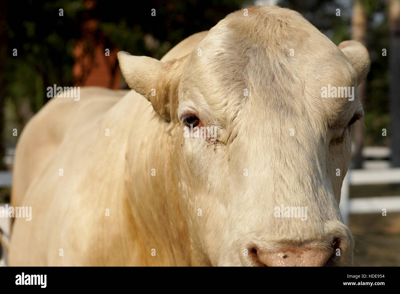 closeup of a cattle breeder in farm Stock Photo