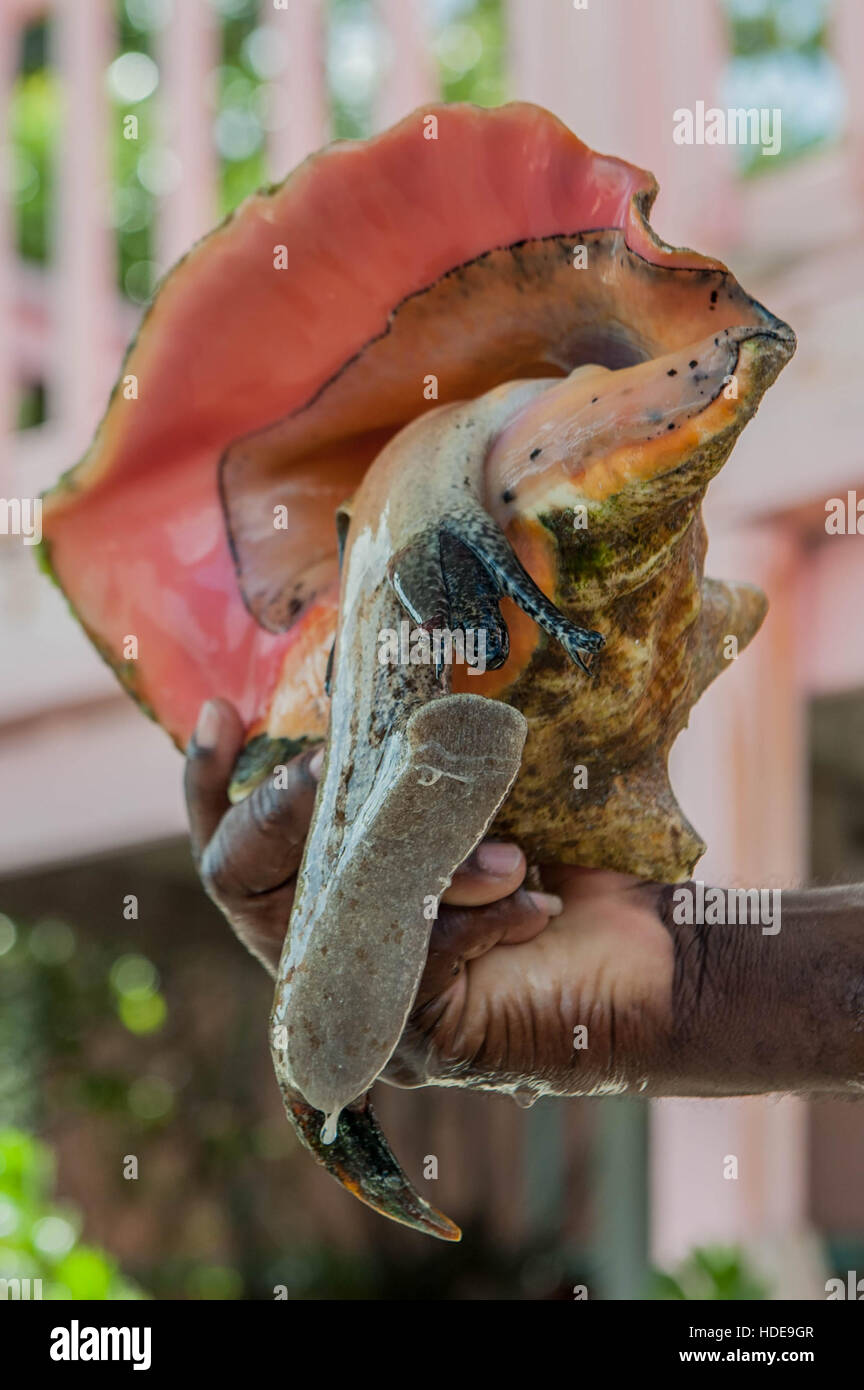A live conch comes out of its shell on a conch farm on the island of Turks & Caicos | Stock Photo