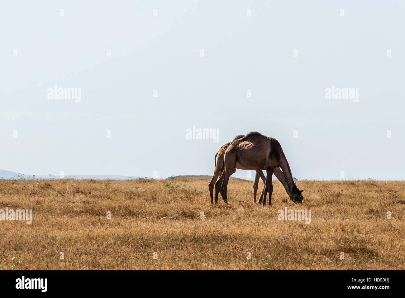 wildlife Camel eating landscape in Oman salalah Arabic Stock Photo