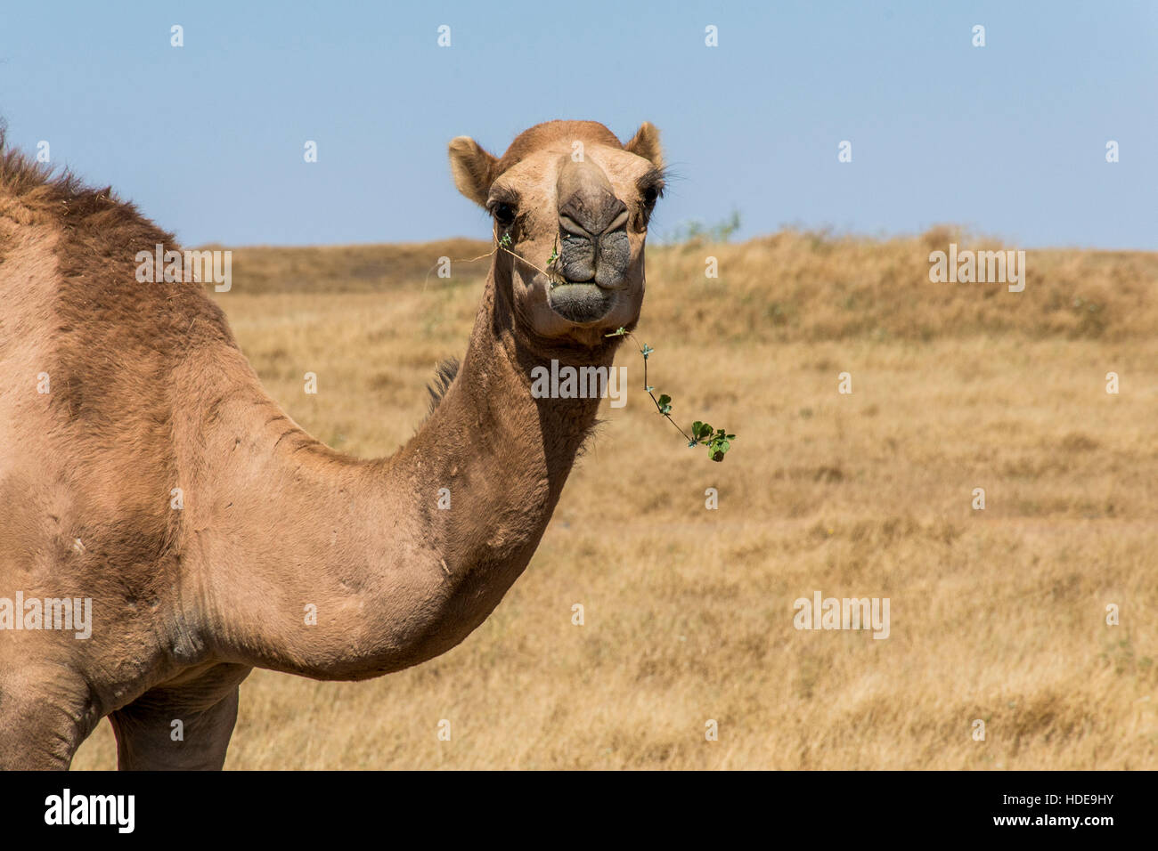 wildlife Camel looking inside Camera in Oman salalah landscape Arabic 3 Stock Photo
