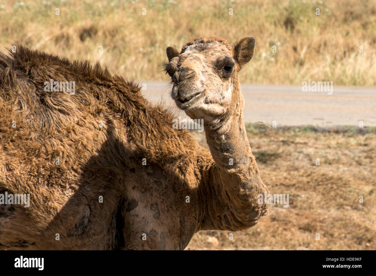 wildlife Camel looking inside Camera in Oman salalah landscape Arabic 7 Stock Photo