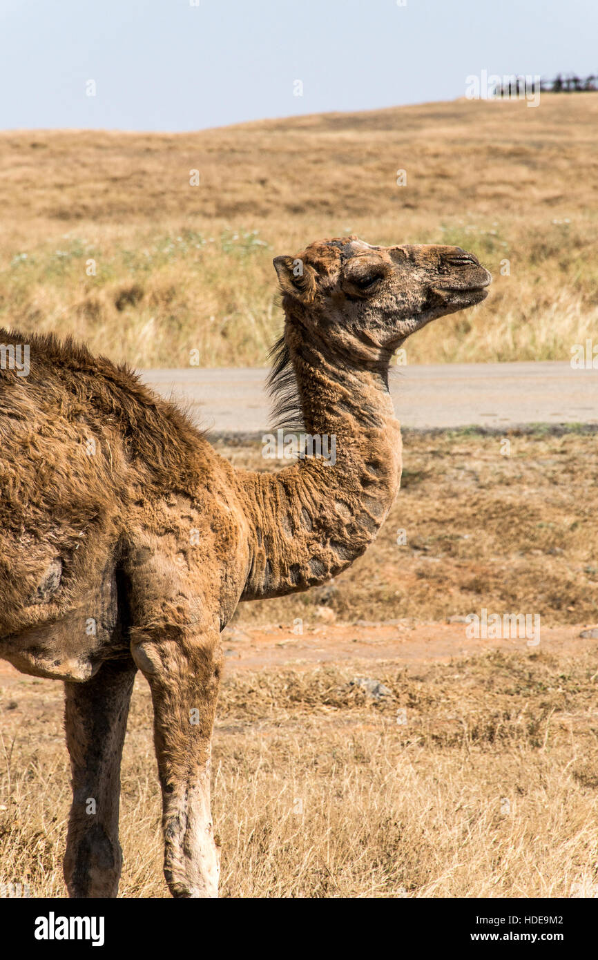 wildlife Camel looking inside Camera in Oman salalah landscape Arabic10 Stock Photo