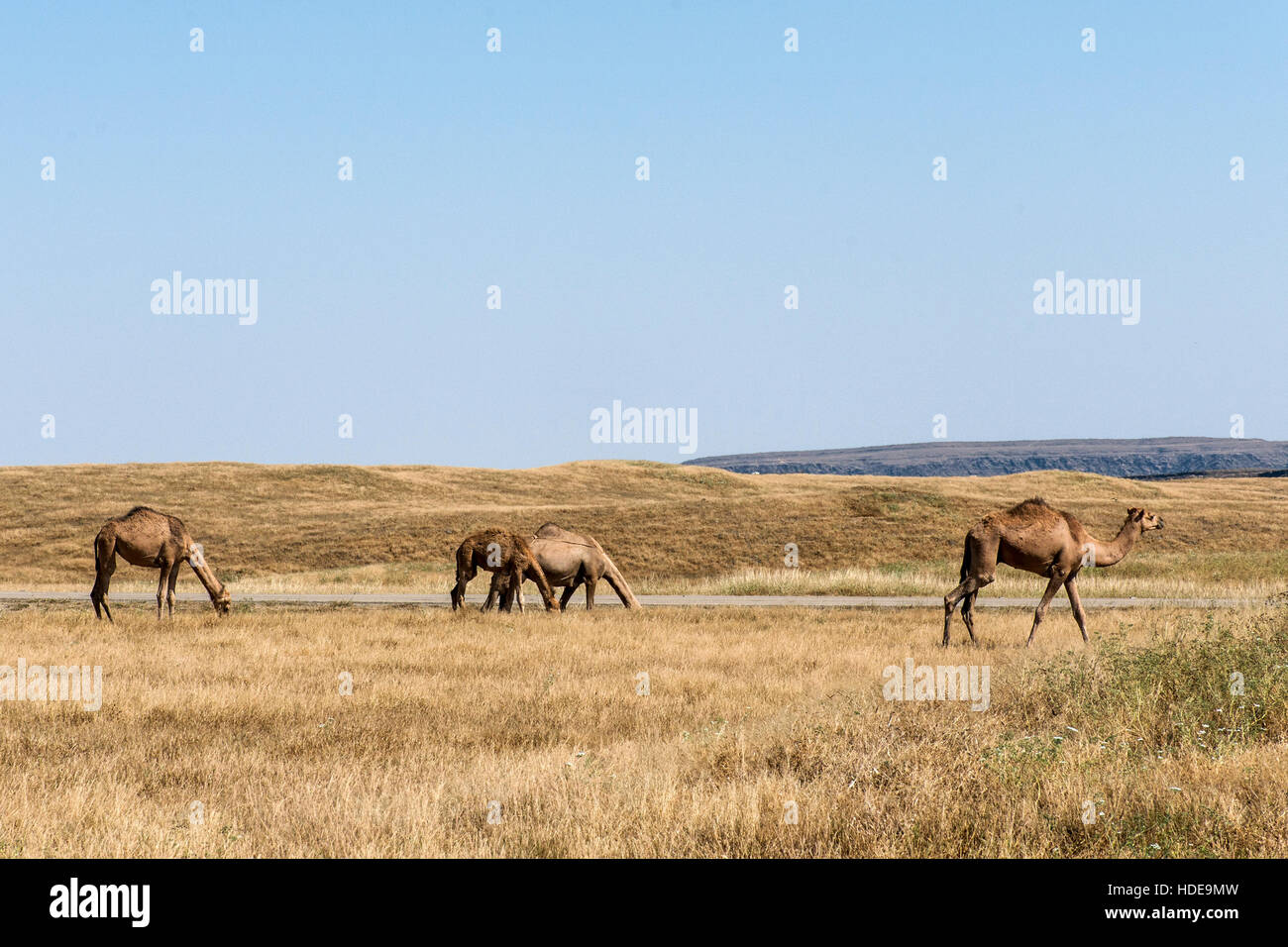 wildlife Camel eating landscape in Oman salalah Arabic 7 Stock Photo
