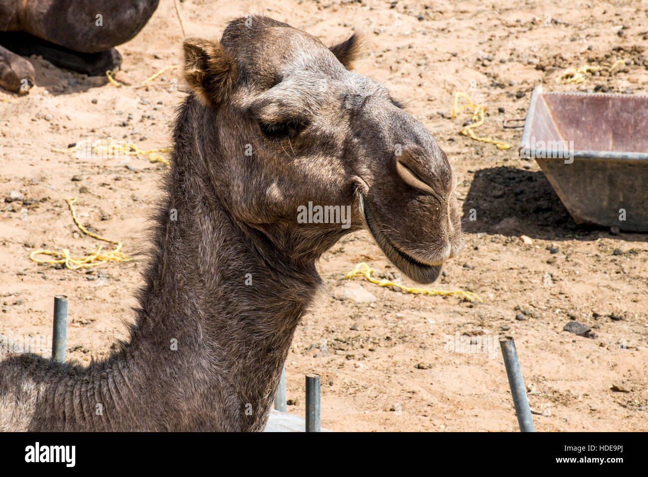 wildlife Camel funny sweet looking smiling inside Camera Oman salalah Arabic Stock Photo
