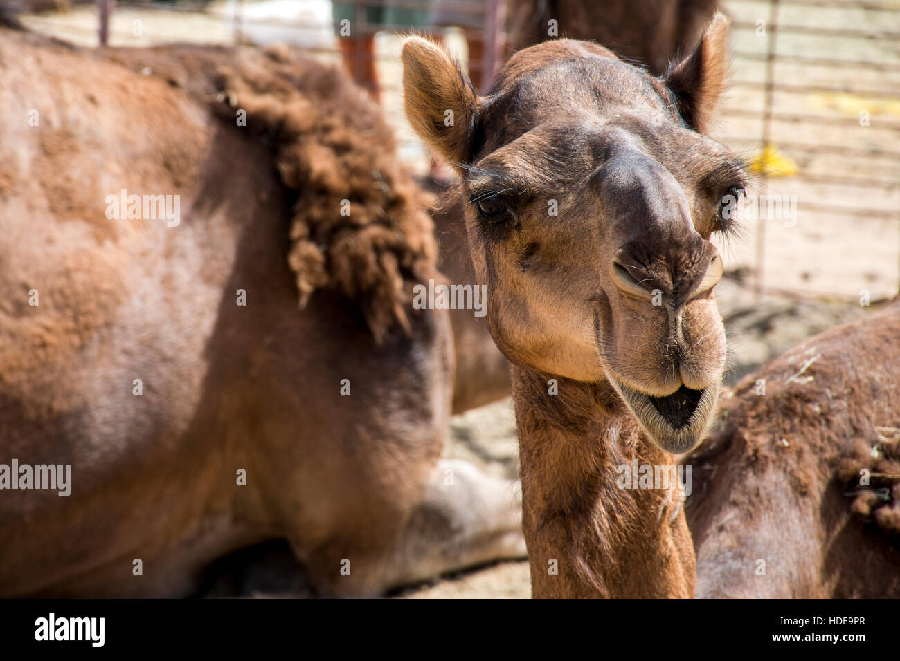 wildlife Camel funny sweet looking smiling inside Camera Oman salalah Arabic 3 Stock Photo