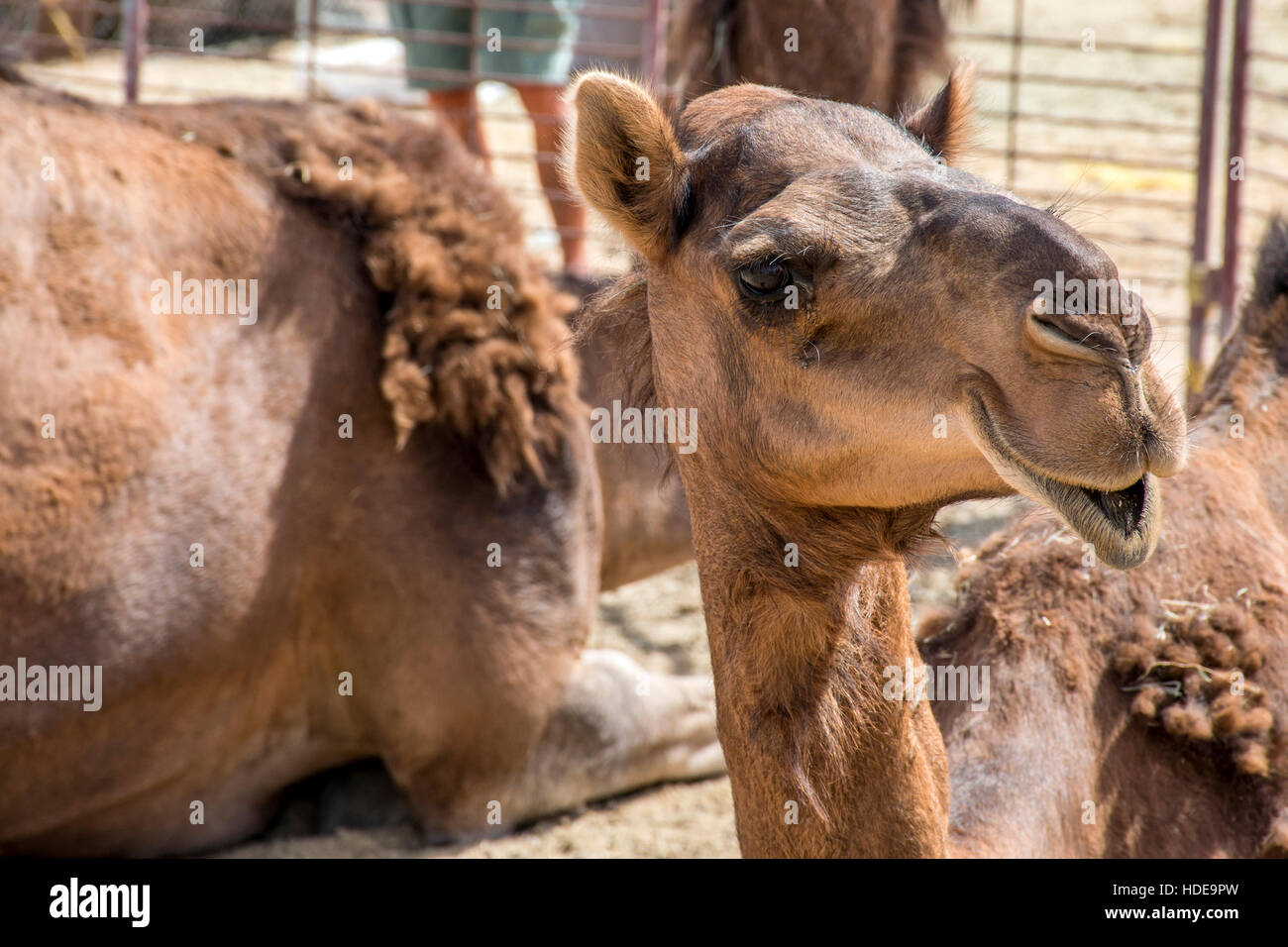 wildlife Camel funny sweet looking smiling inside Camera Oman salalah Arabic 4 Stock Photo
