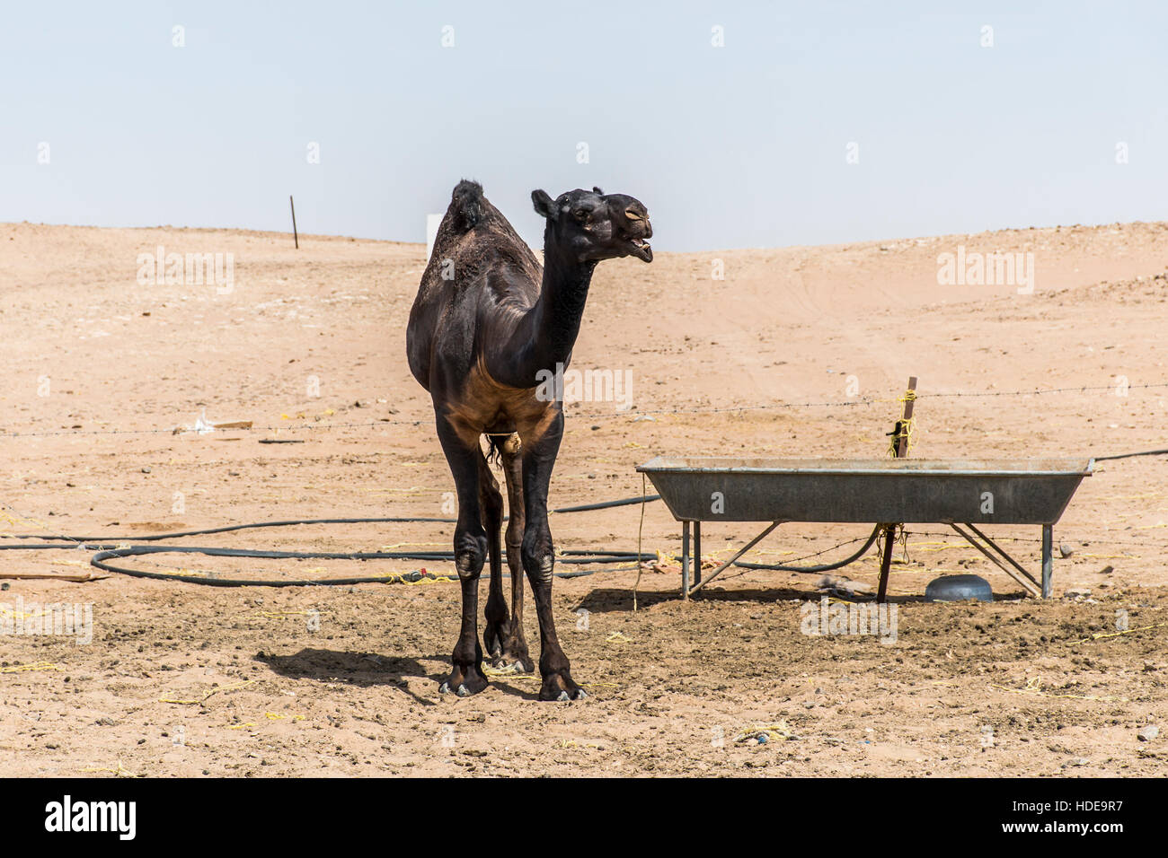 wildlife Camel funny sweet looking smiling inside Camera Oman salalah Arabic 6 Stock Photo