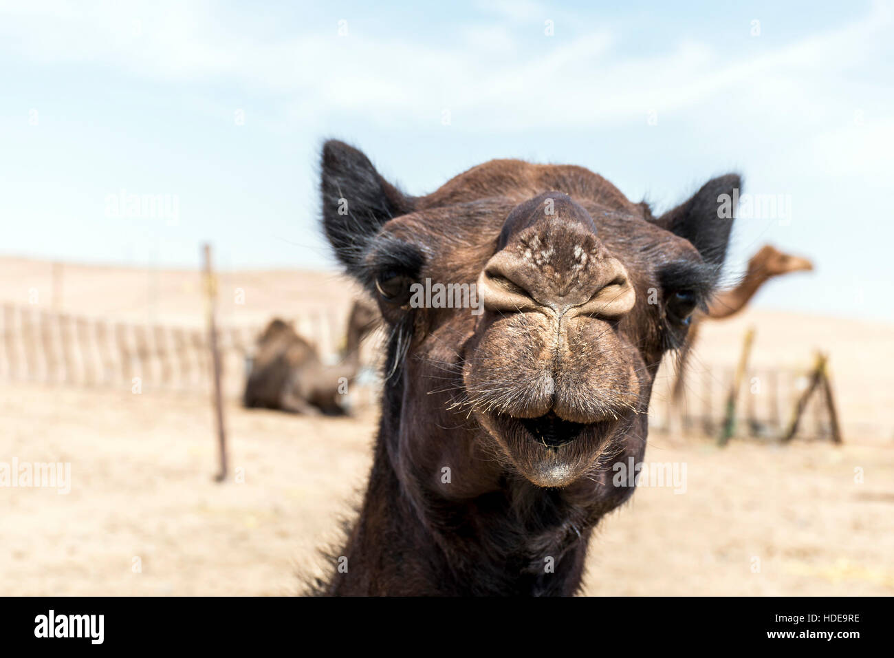 wildlife Camel funny sweet looking smiling inside Camera Oman salalah Arabic 8 Stock Photo