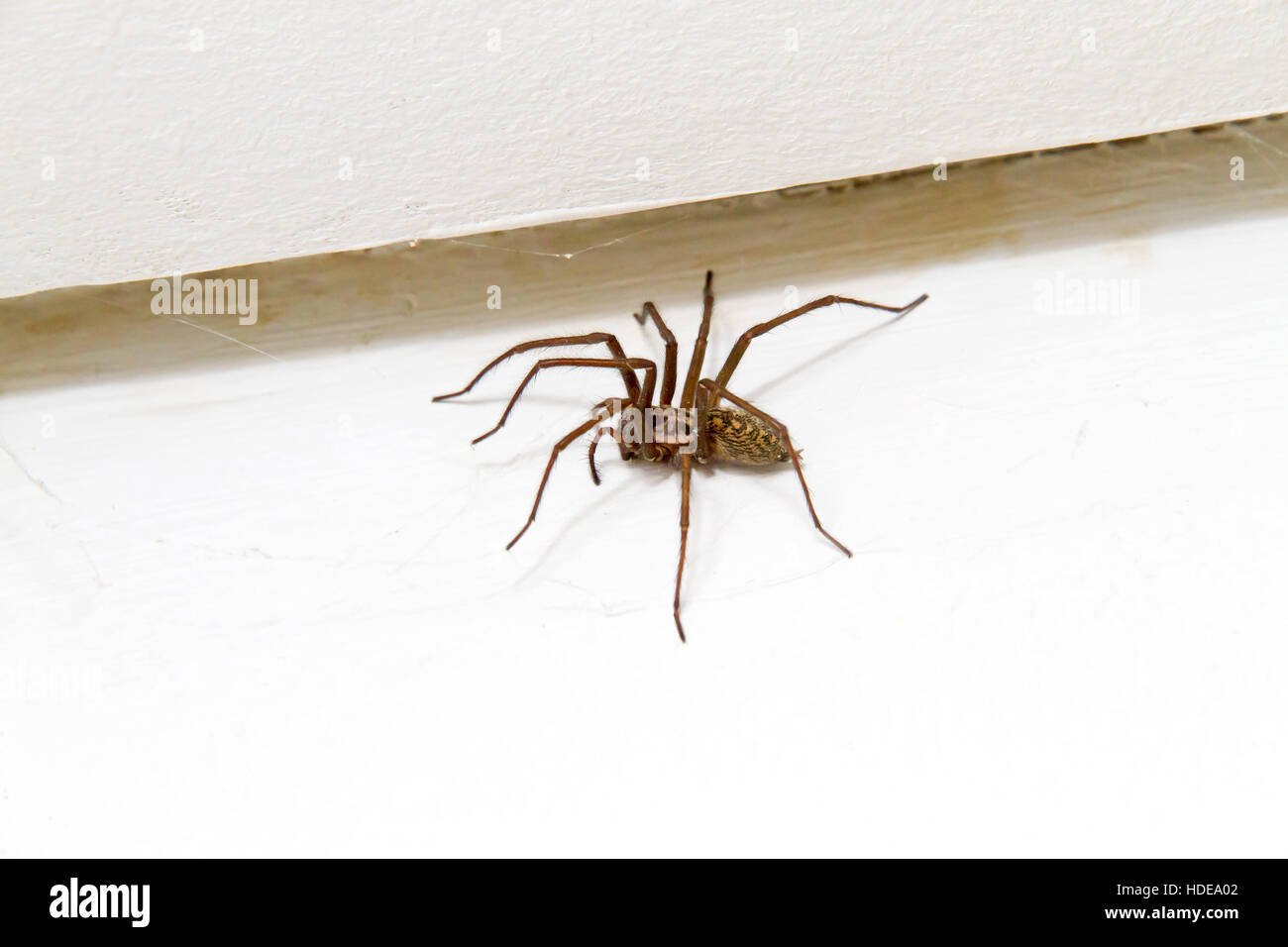 Big angel spider in a living room Stock Photo