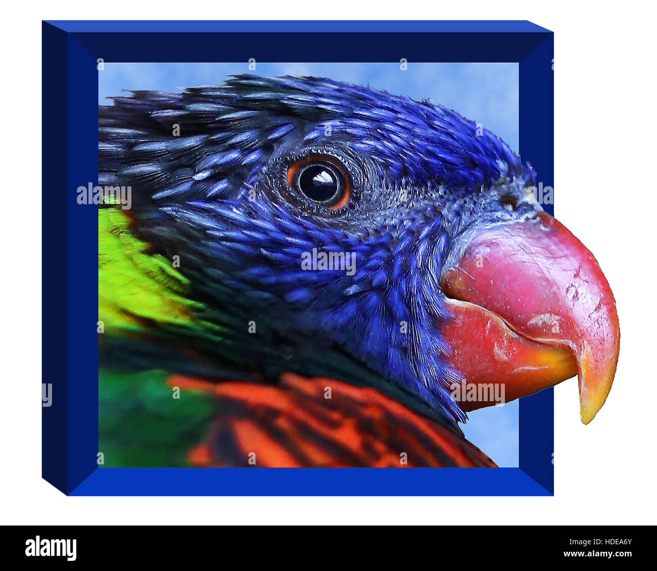 A lorikeet seems to pop out of this digital frame. The colorful bird is isolated on a white background Stock Photo