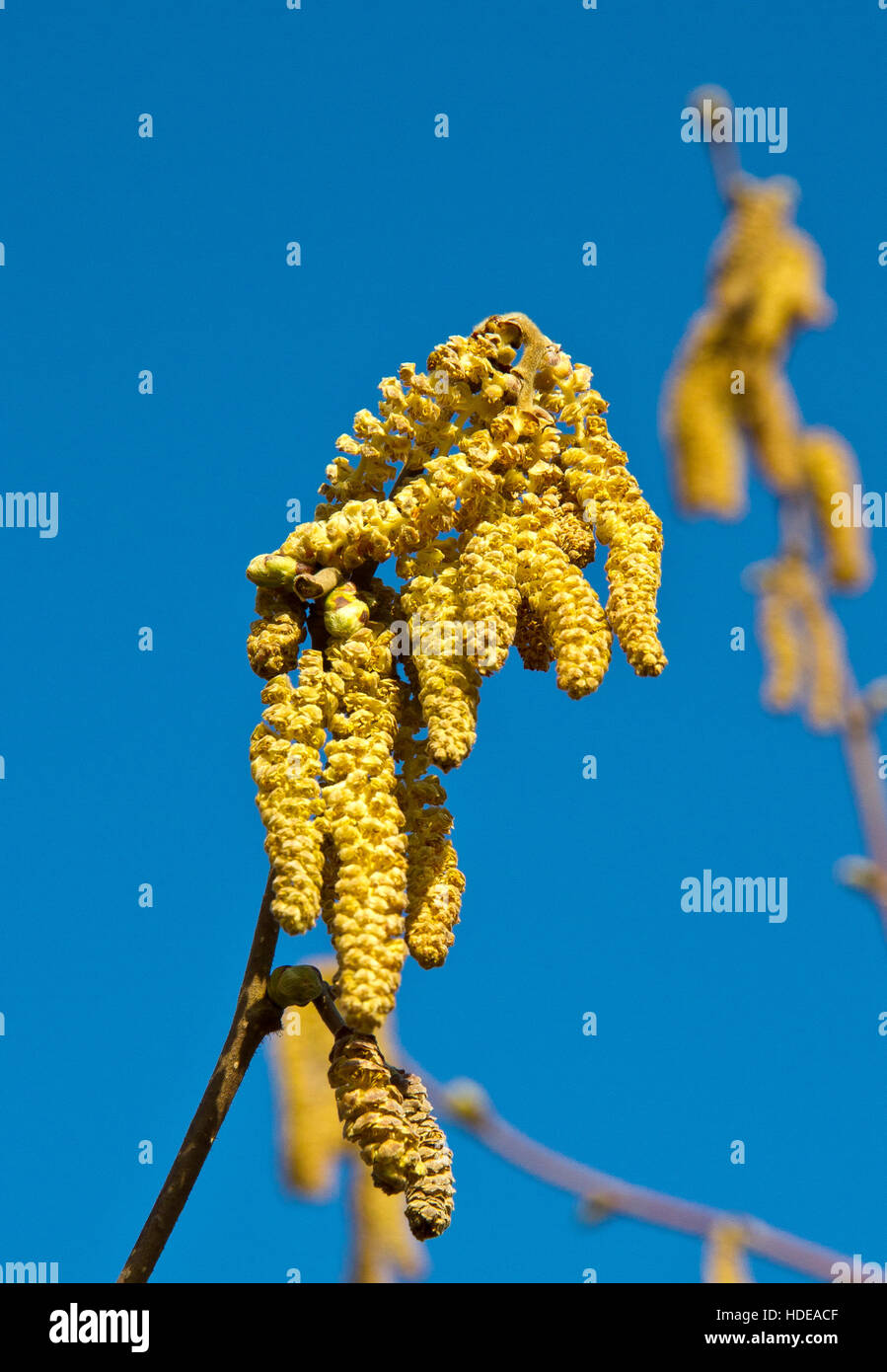 Hazelnut bush with pollen in spring Stock Photo Alamy