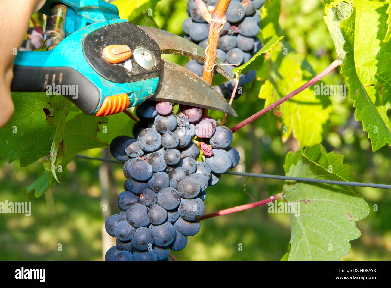 Grape harvest in autumn Stock Photo