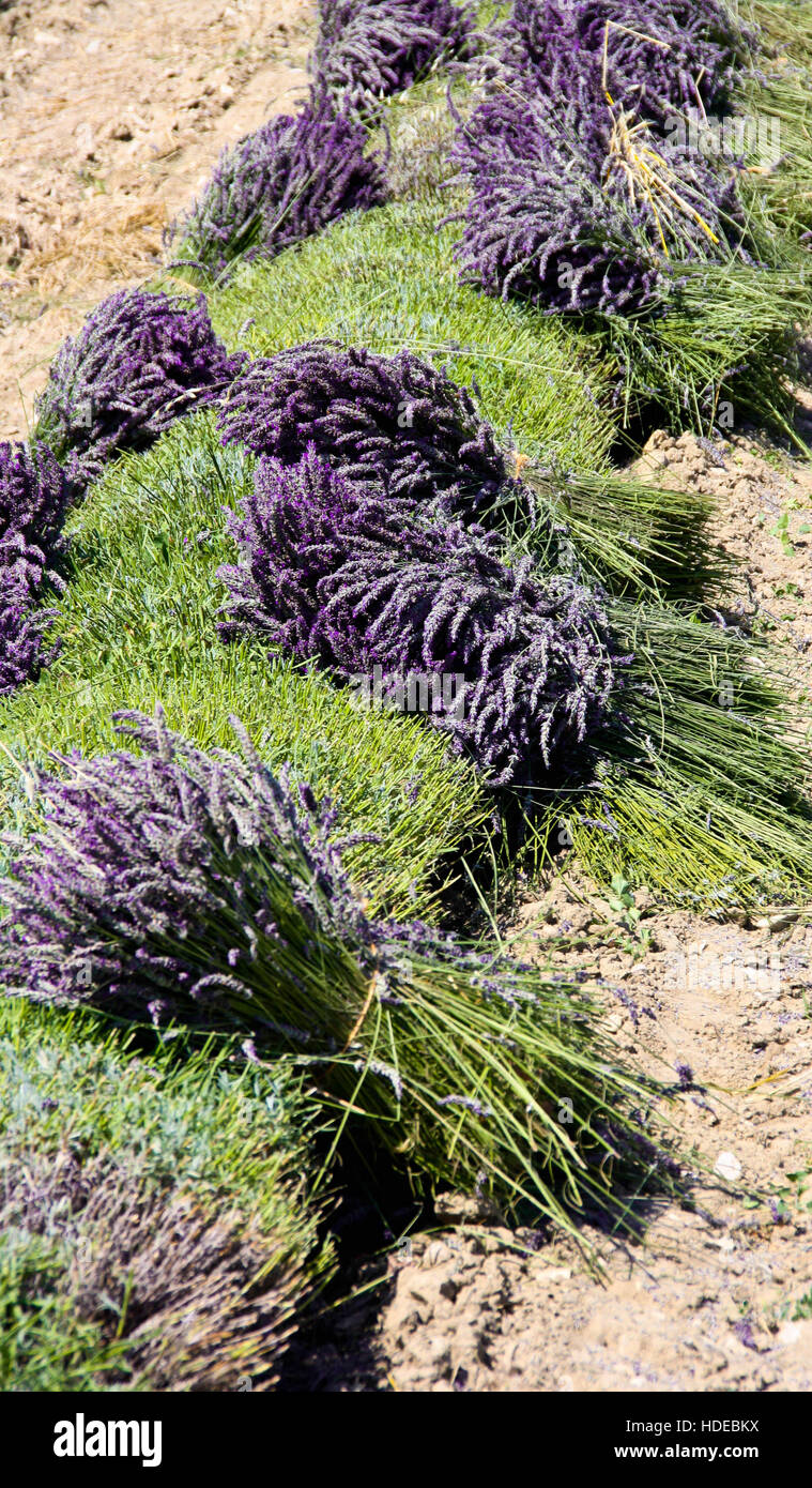 Lavender harvest in Provence Stock Photo Alamy