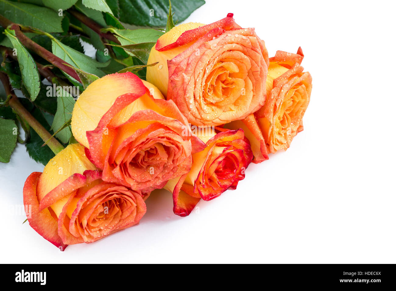 roses as a gift for your favorite woman on a white background closeup Stock Photo
