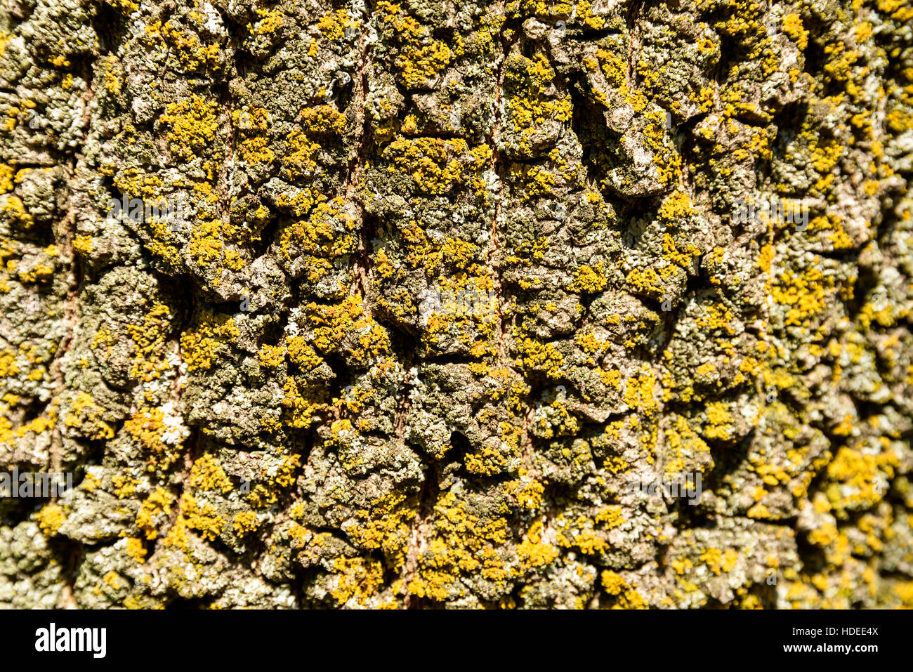 Lichen grown hi res stock photography and images Alamy