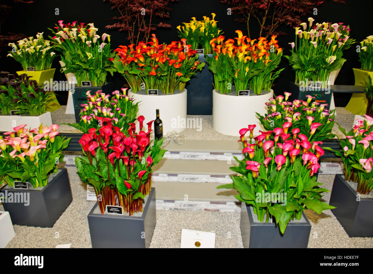 Chelsea Flower Show 2016,Walton Flats Nursery,Lancashire,Flower