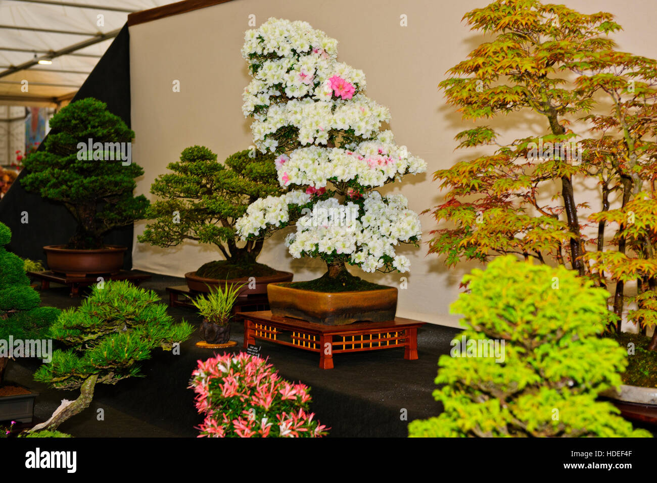 Chelsea Flower Show 2016;Mendip Bonsai Studio,Flower,Sculpture,Garden Design, Exhibition,Five