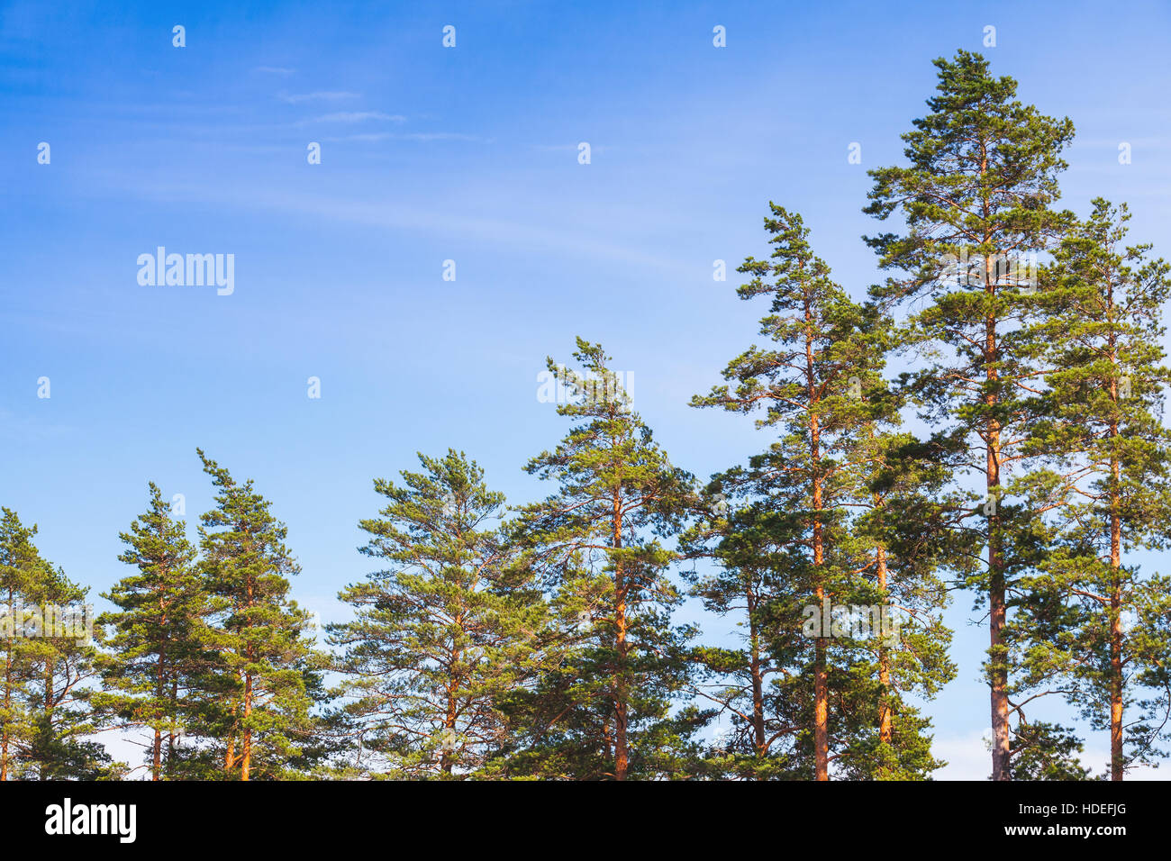 Pine trees over blue sky background in summer day Stock Photo - Alamy