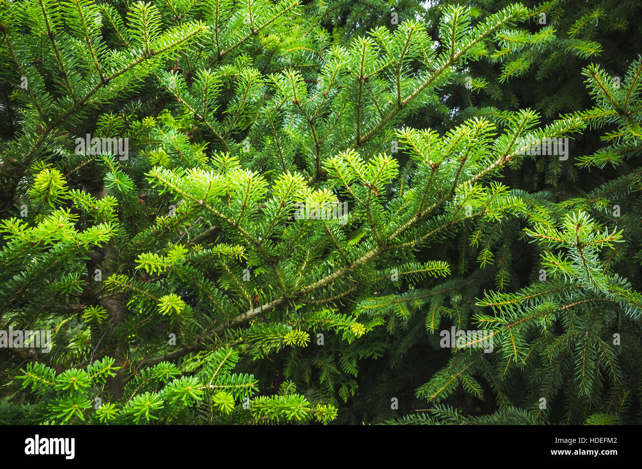 Spruce branches hi-res stock photography and images - Alamy