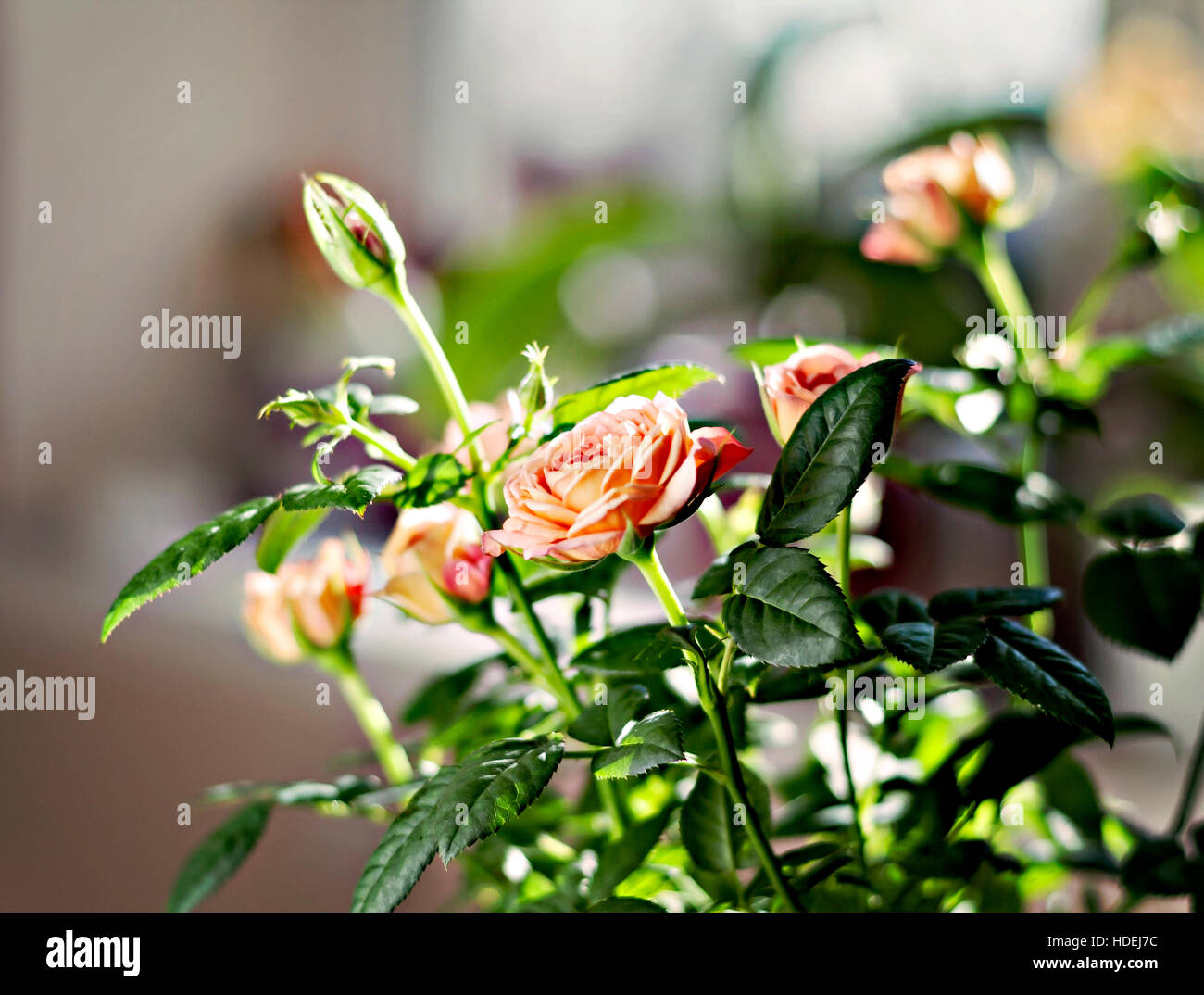 Miniature roses hi-res stock photography and images - Alamy